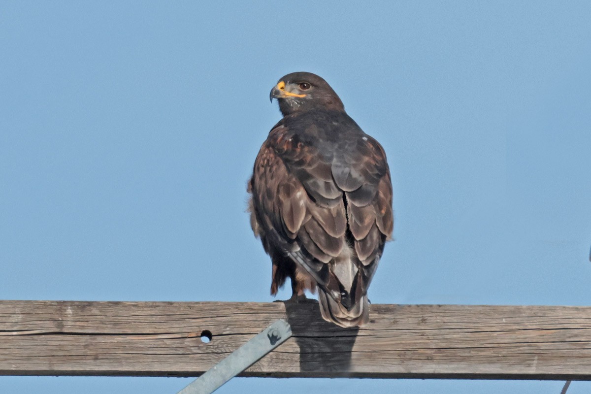 Königsbussard - ML613335000