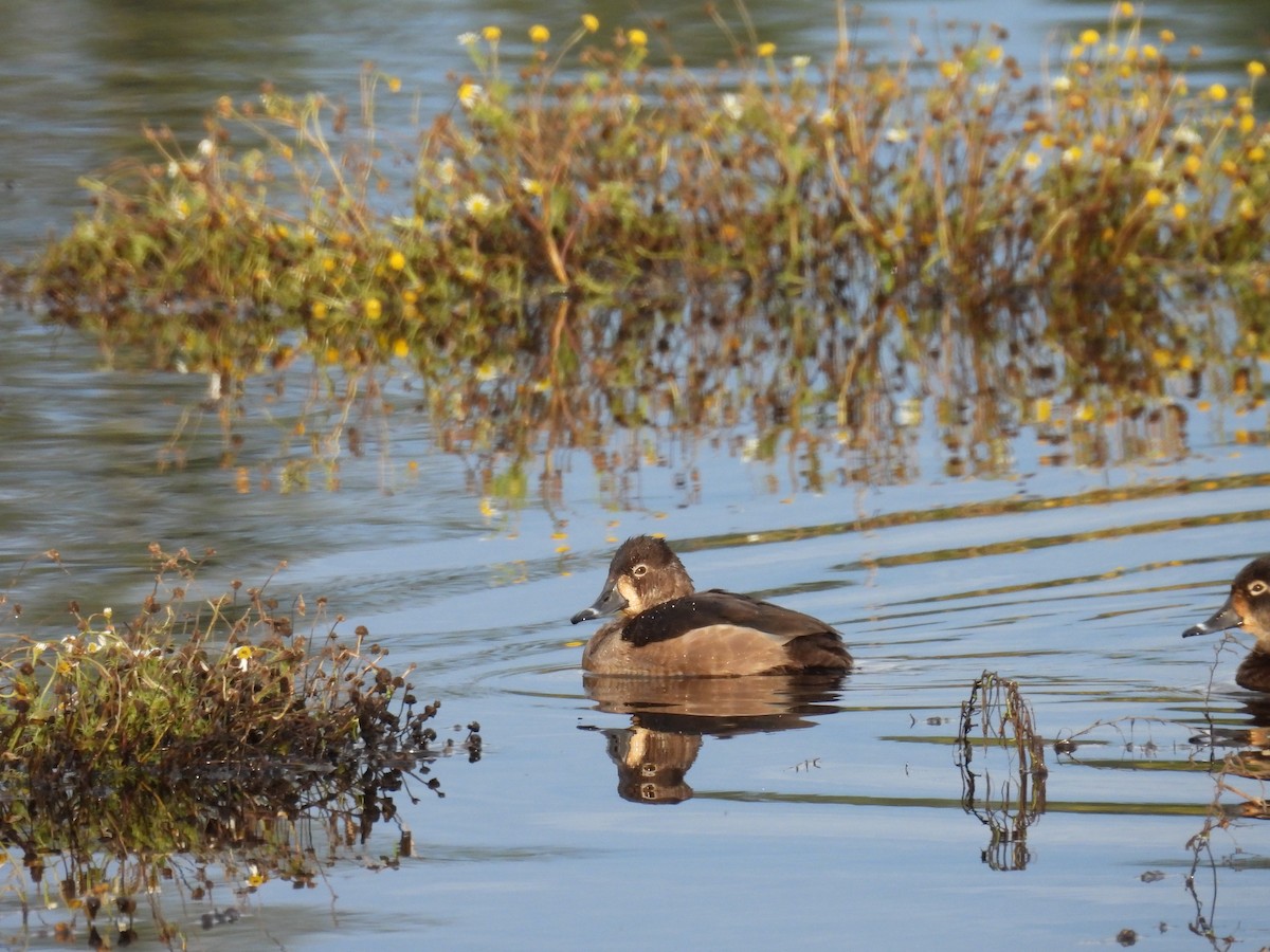 Ring-necked Duck - ML613335010