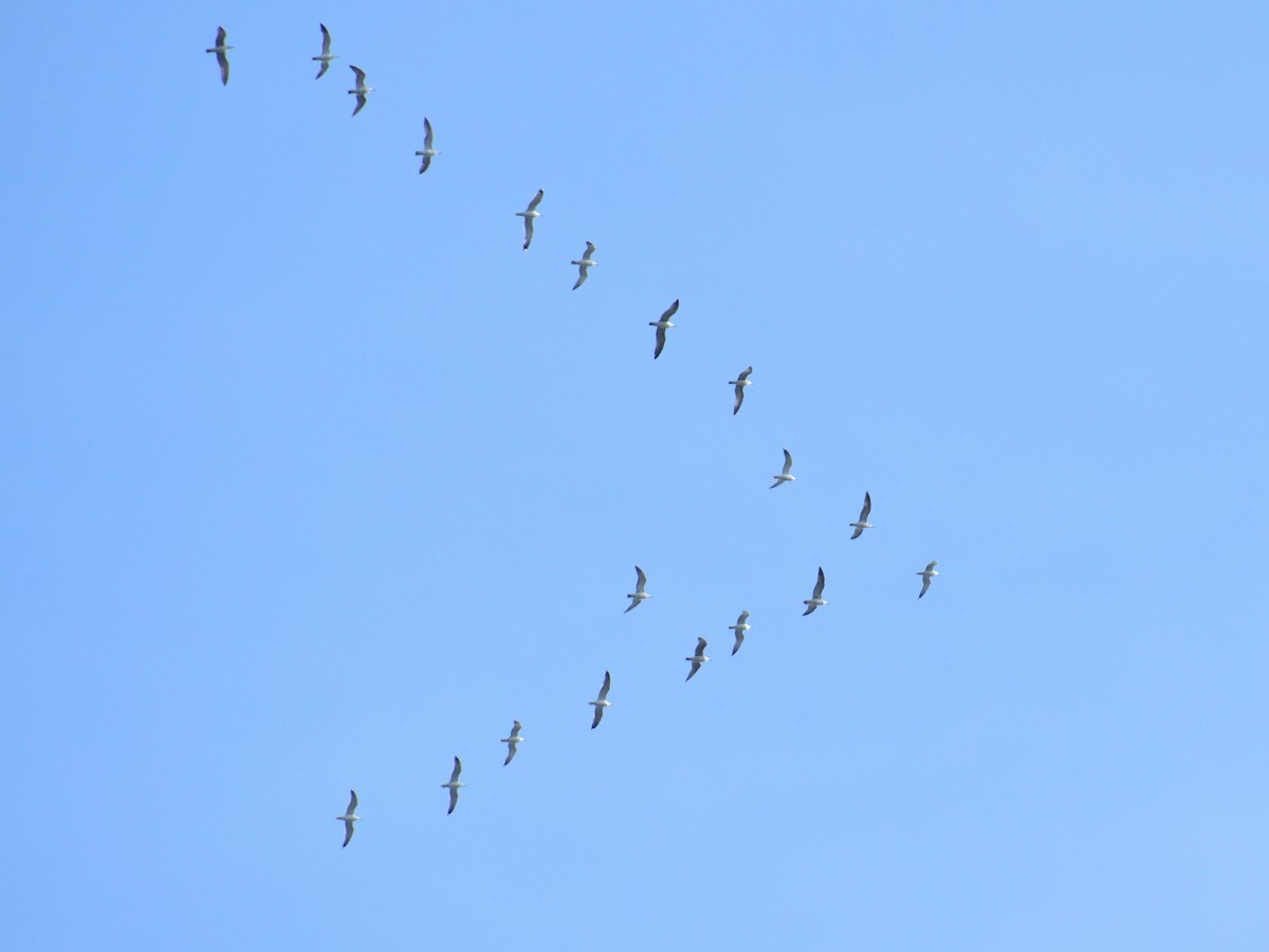 Mouette du Tibet - ML613335043