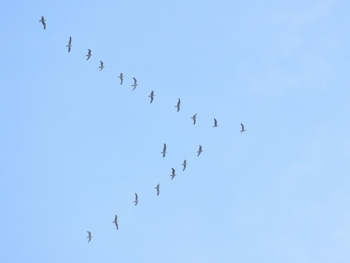 Mouette du Tibet - ML613335045