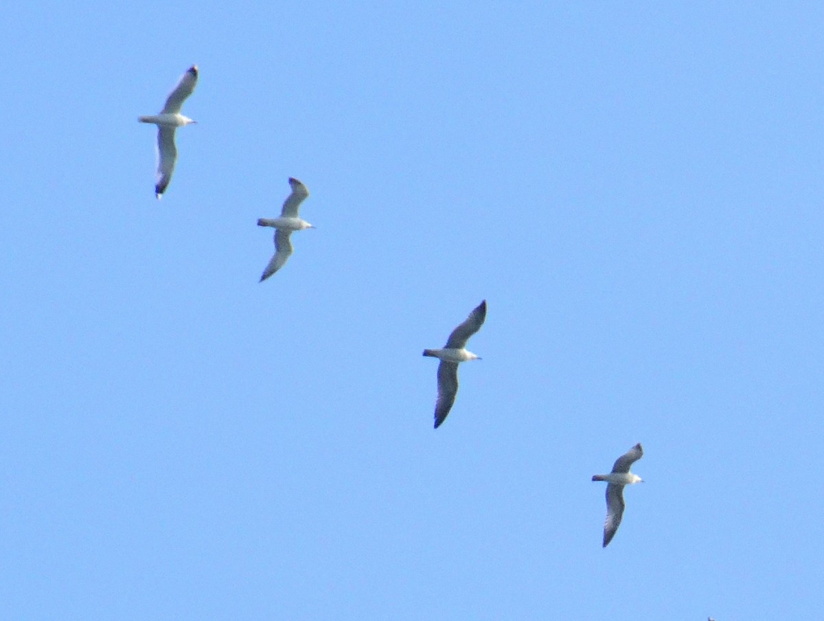 Буроголовая чайка - ML613335052