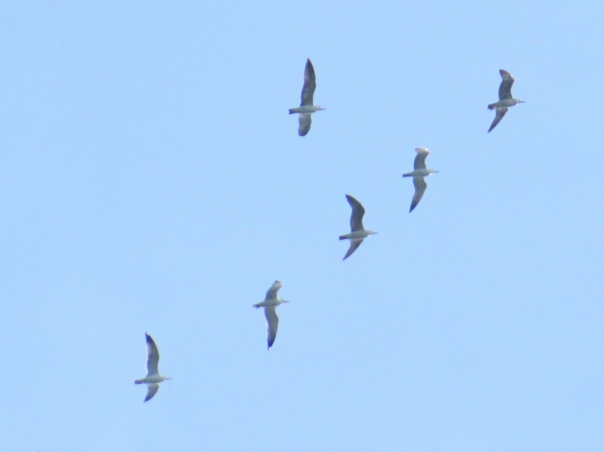 Brown-headed Gull - ML613335053