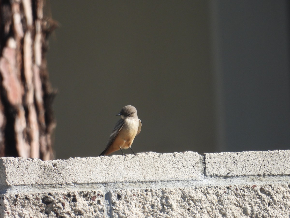 Say's Phoebe - ML613335102