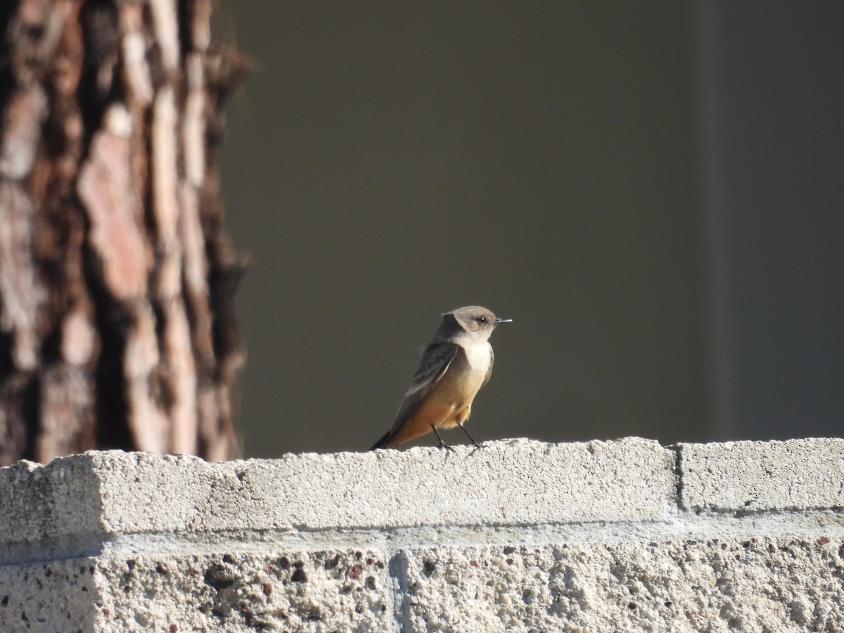 Say's Phoebe - ML613335103