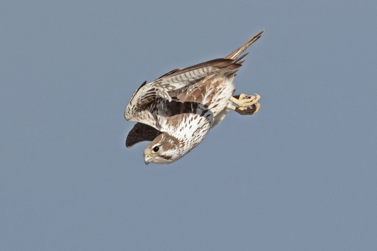 Prairie Falcon - ML613335109