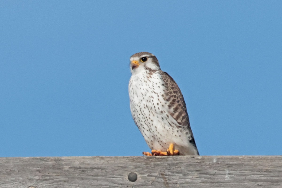 Faucon des prairies - ML613335110