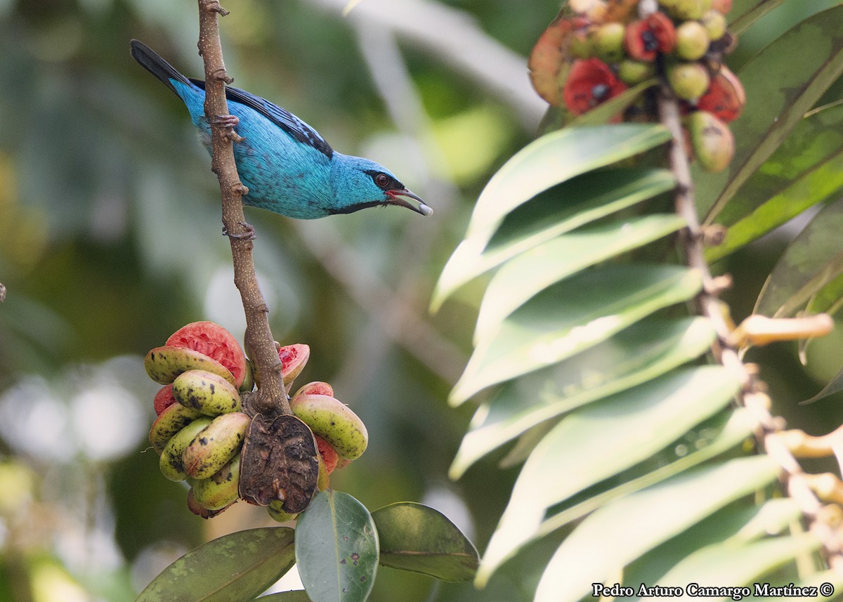 Blue Dacnis - ML613335120