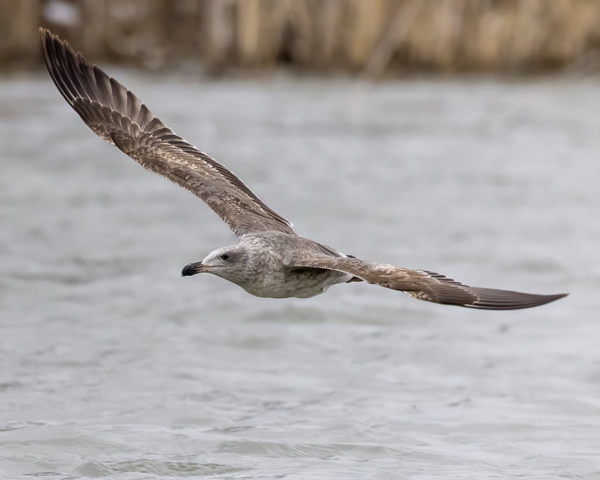 Yellow-footed Gull - ML613335161