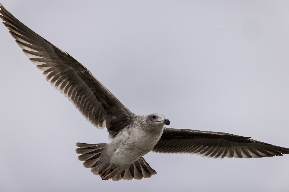 Yellow-footed Gull - ML613335162
