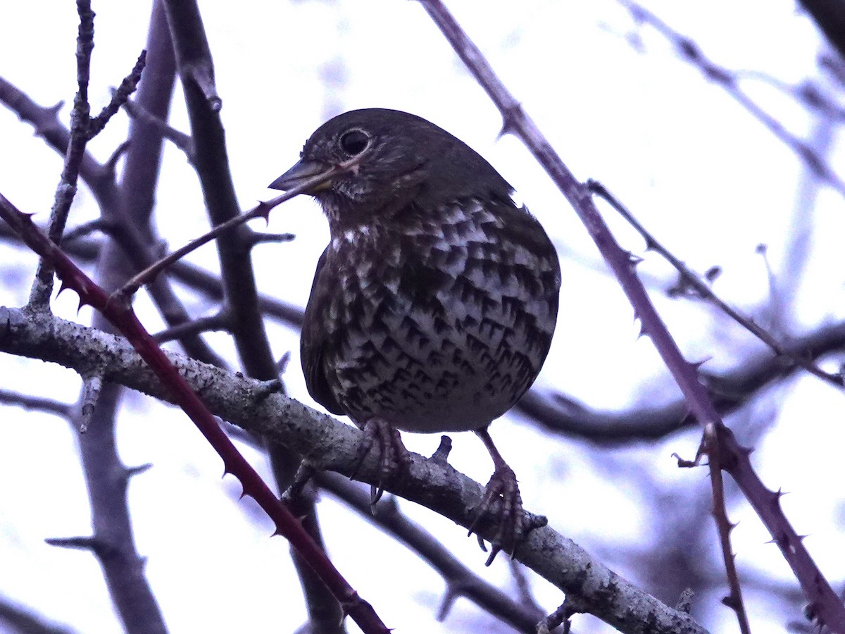 Fox Sparrow - ML613335193