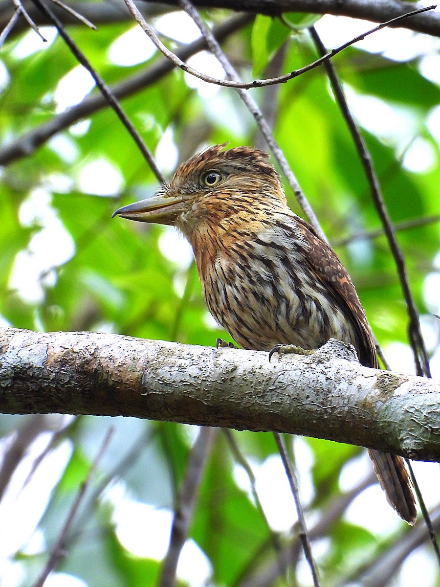 Eastern Striolated-Puffbird - ML613335203