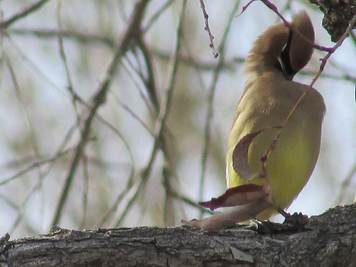 Cedar Waxwing - Felice  Lyons