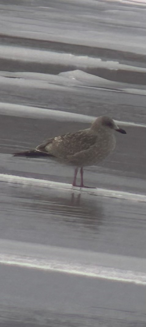 Iceland Gull (Thayer's) - Ryan  Bushong