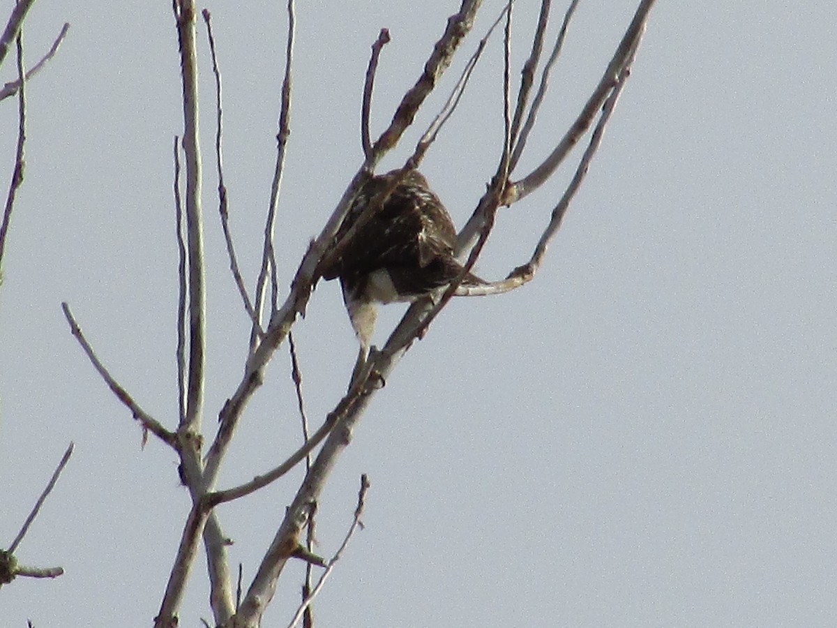 Red-tailed Hawk - ML613335308