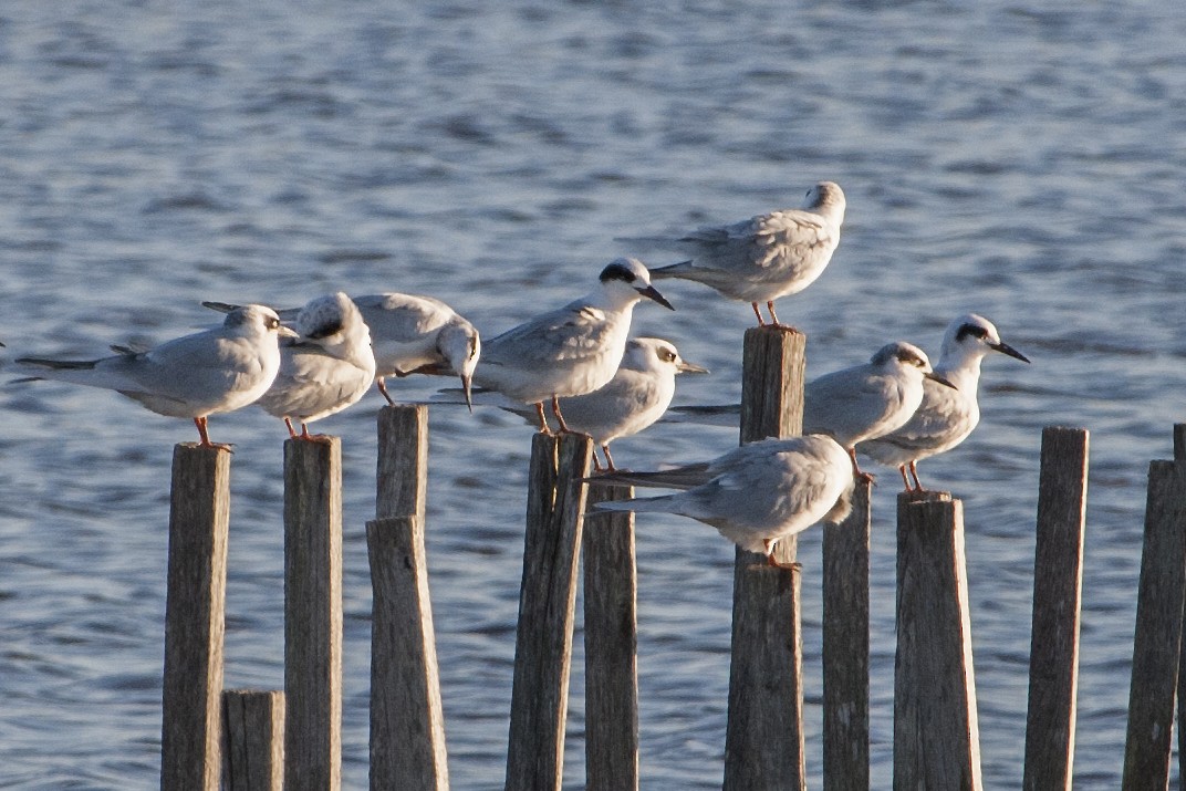 Forster's Tern - ML613335372