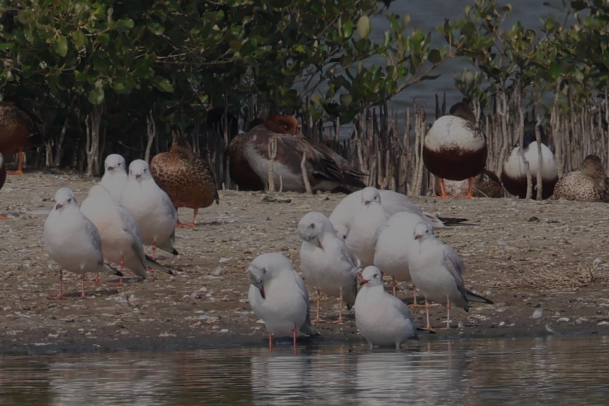 Eurasian Wigeon - Mei-Luan Wang