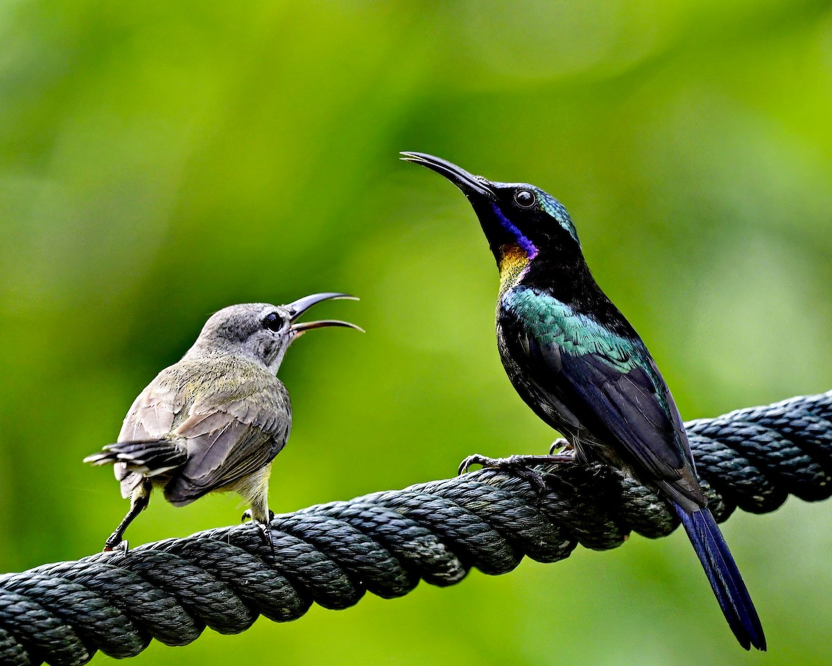 Copper-throated Sunbird - Amar-Singh HSS