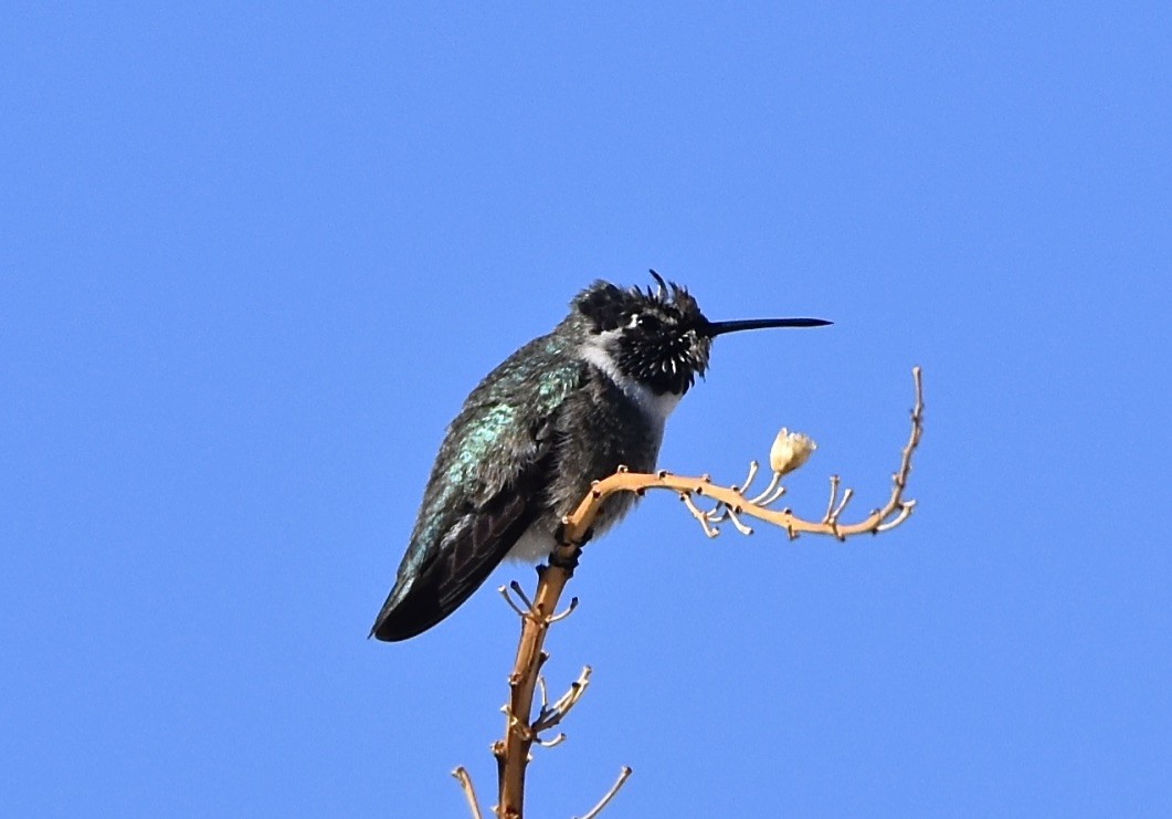 rødmaskekolibri - ML613335593