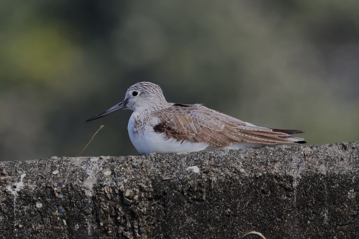 Common Greenshank - Mei-Luan Wang