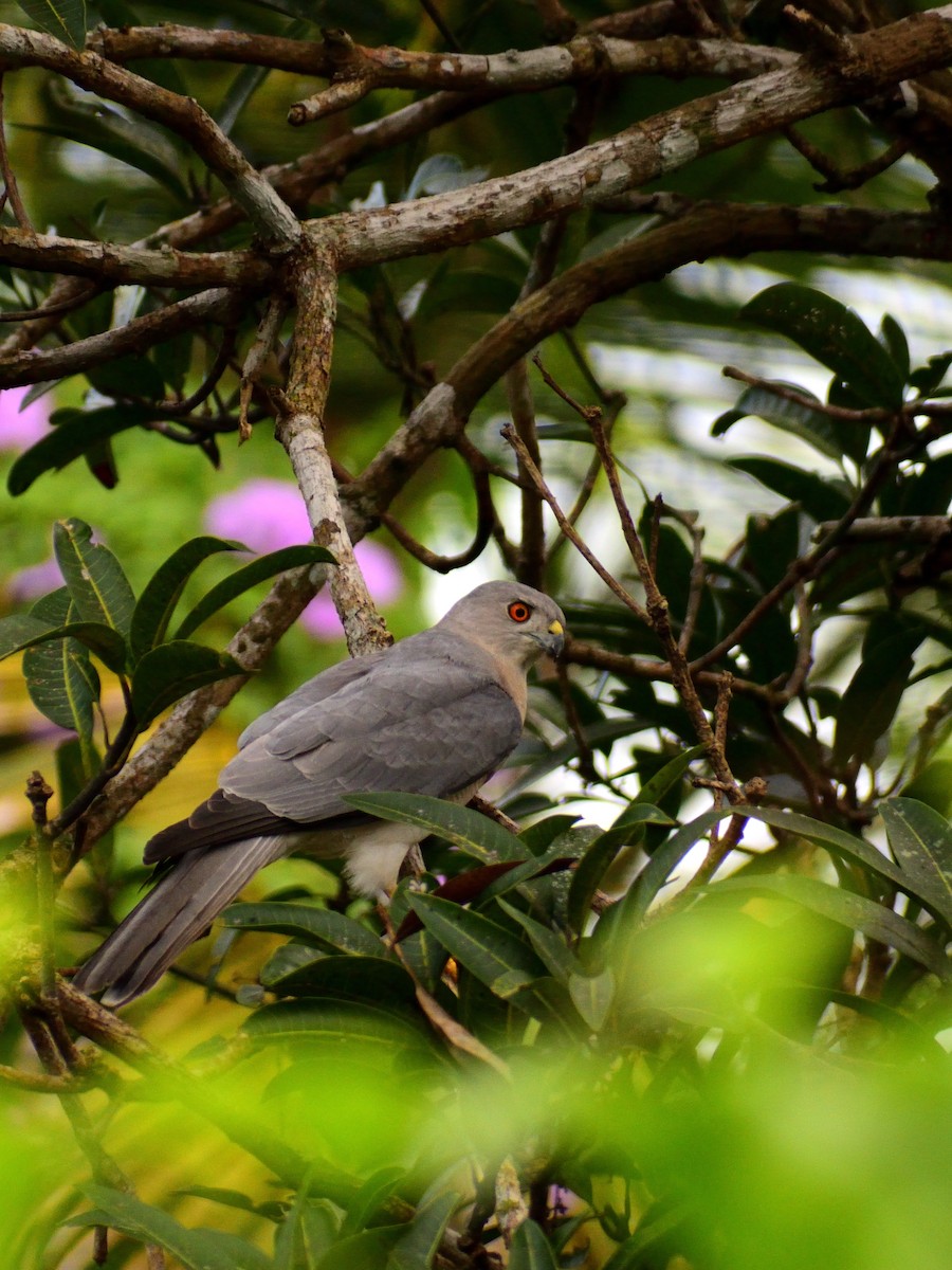 タカサゴダカ - ML613335611