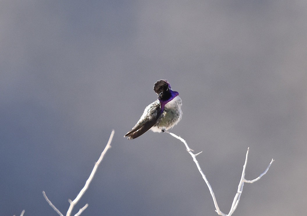 Costa's Hummingbird - ML613335622