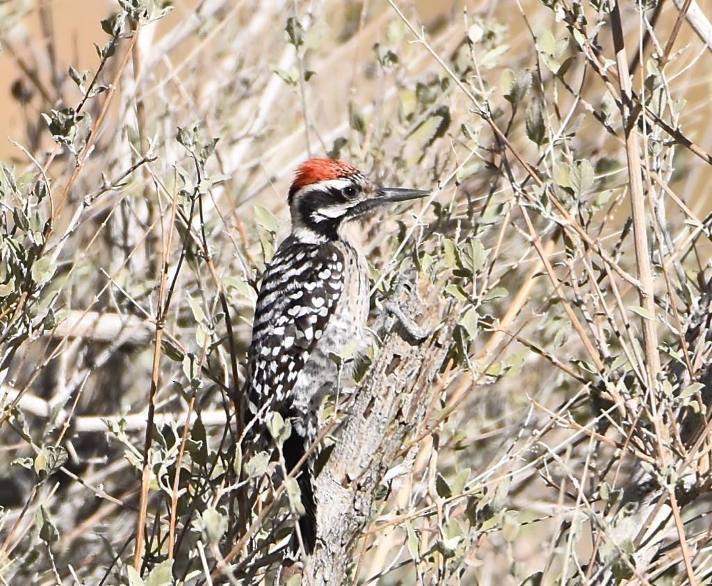 Ladder-backed Woodpecker - ML613335629