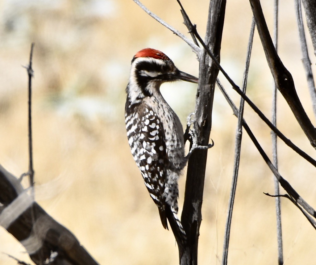 Ladder-backed Woodpecker - ML613335635