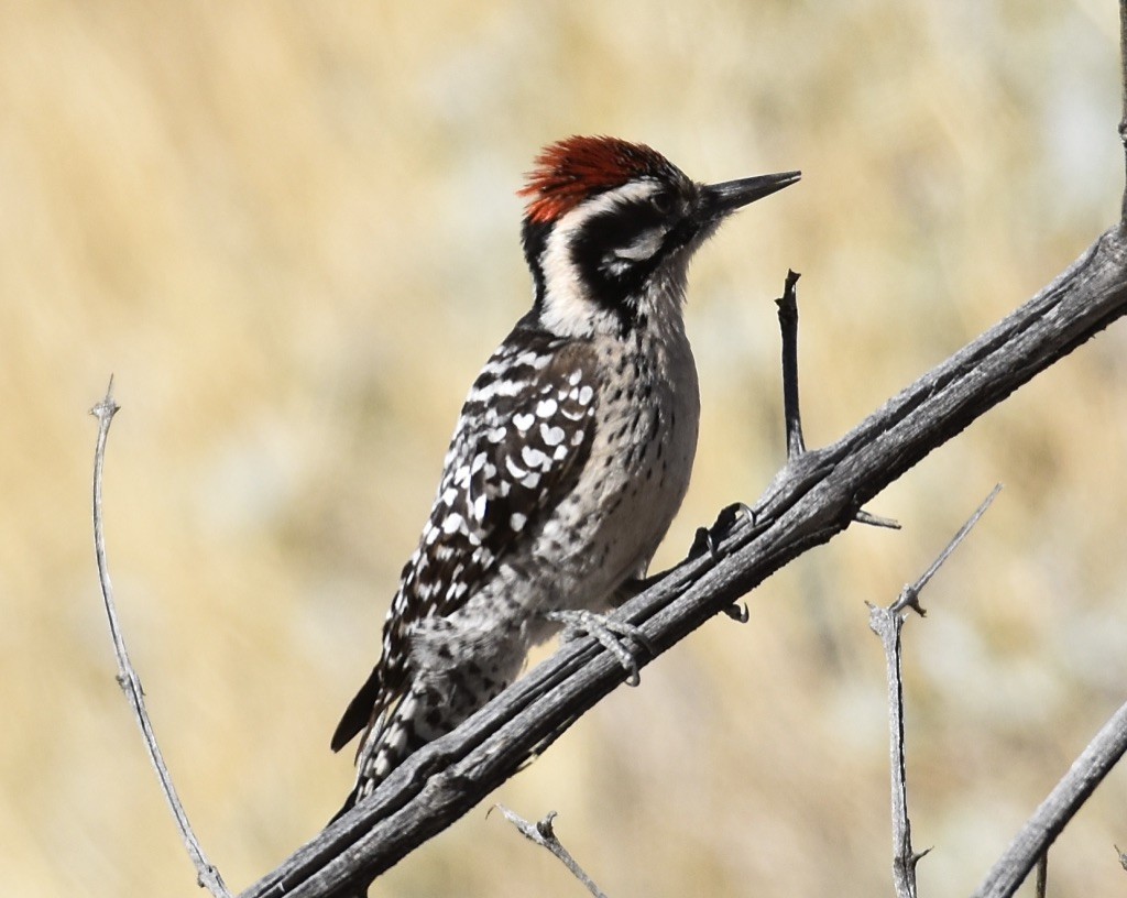 Ladder-backed Woodpecker - ML613335636