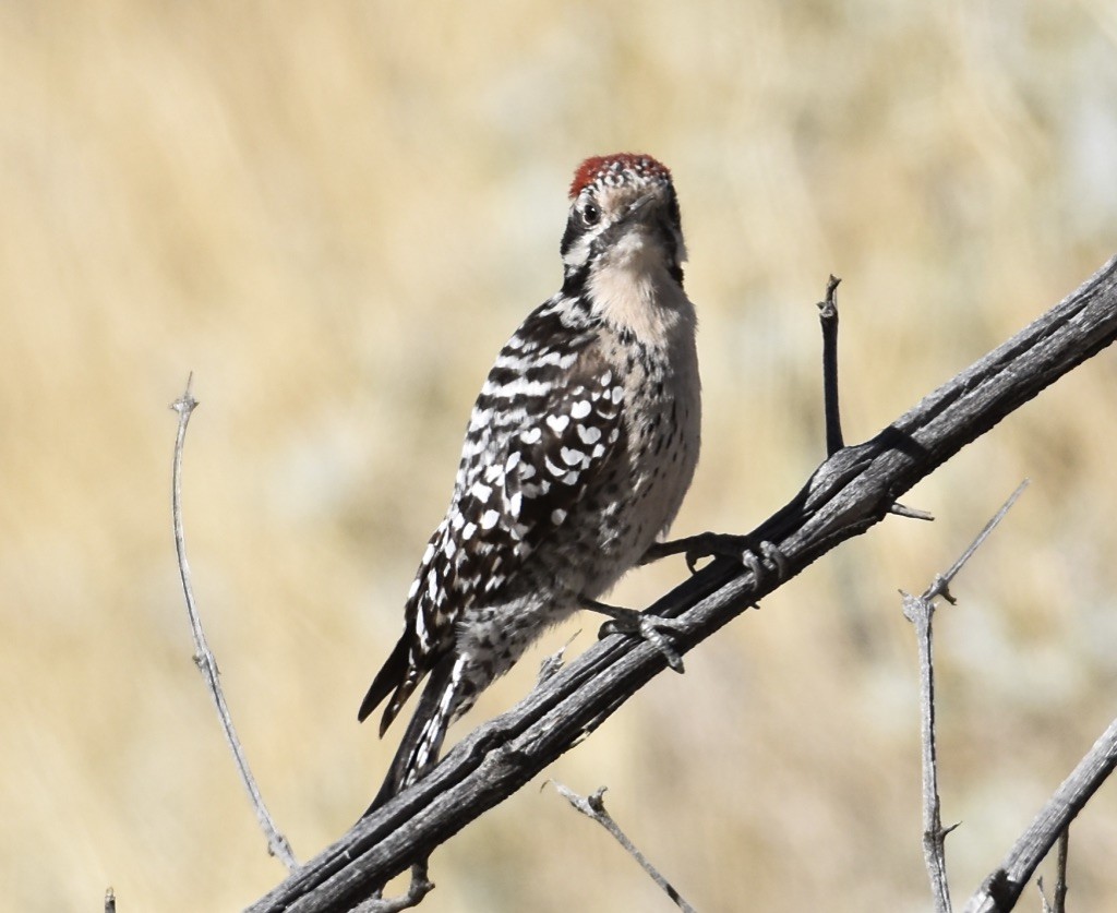 Ladder-backed Woodpecker - ML613335643