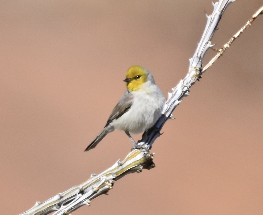 Verdin - ML613335651