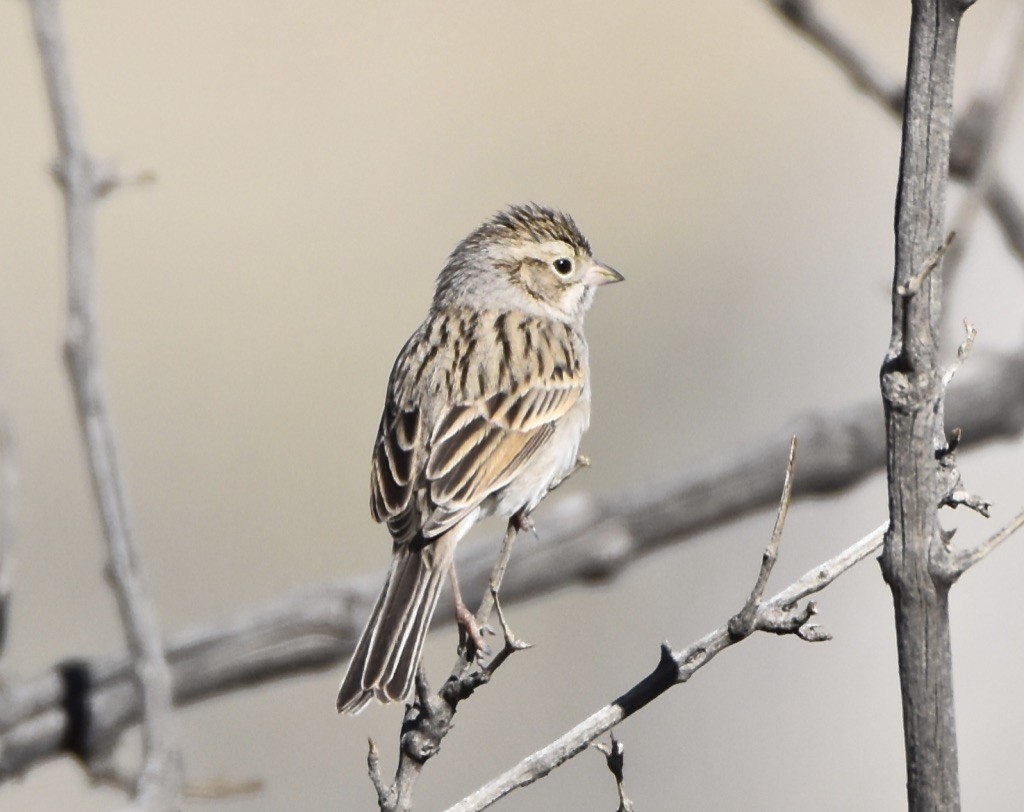 Brewer's Sparrow - Patricia Langen