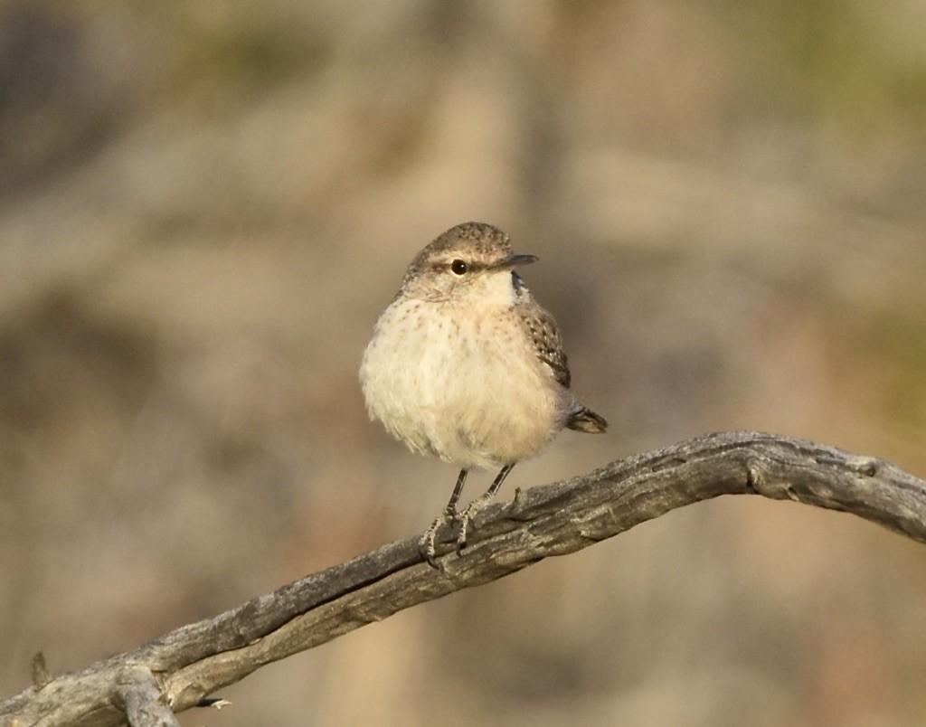 Rock Wren - ML613335667