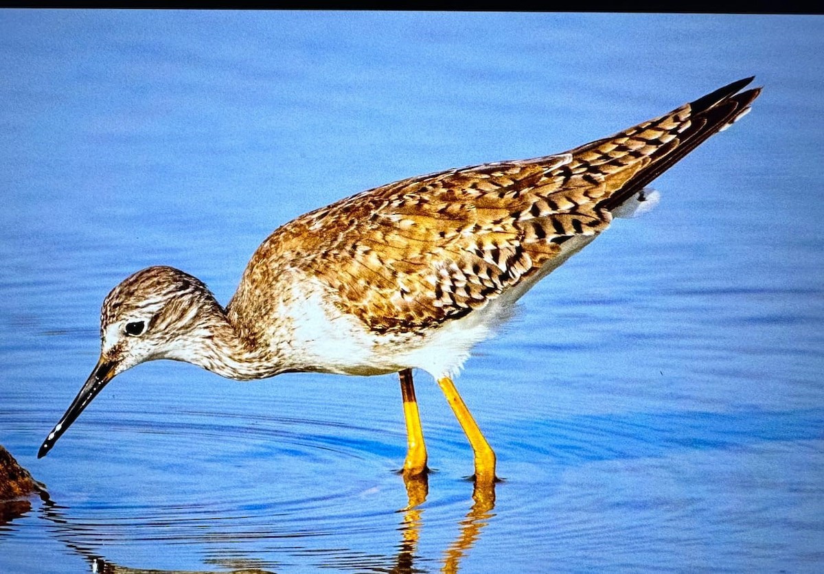 Lesser Yellowlegs - ML613335679