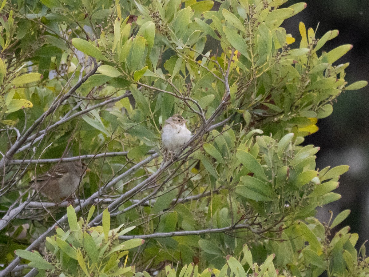Clay-colored Sparrow - ML613335732