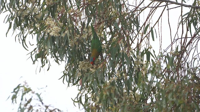 Musk Lorikeet - ML613335844
