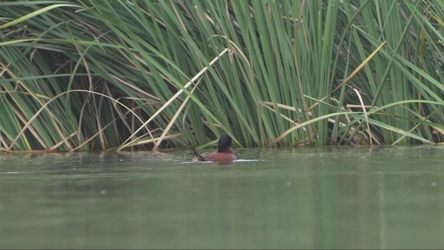 Blue-billed Duck - ML613335874