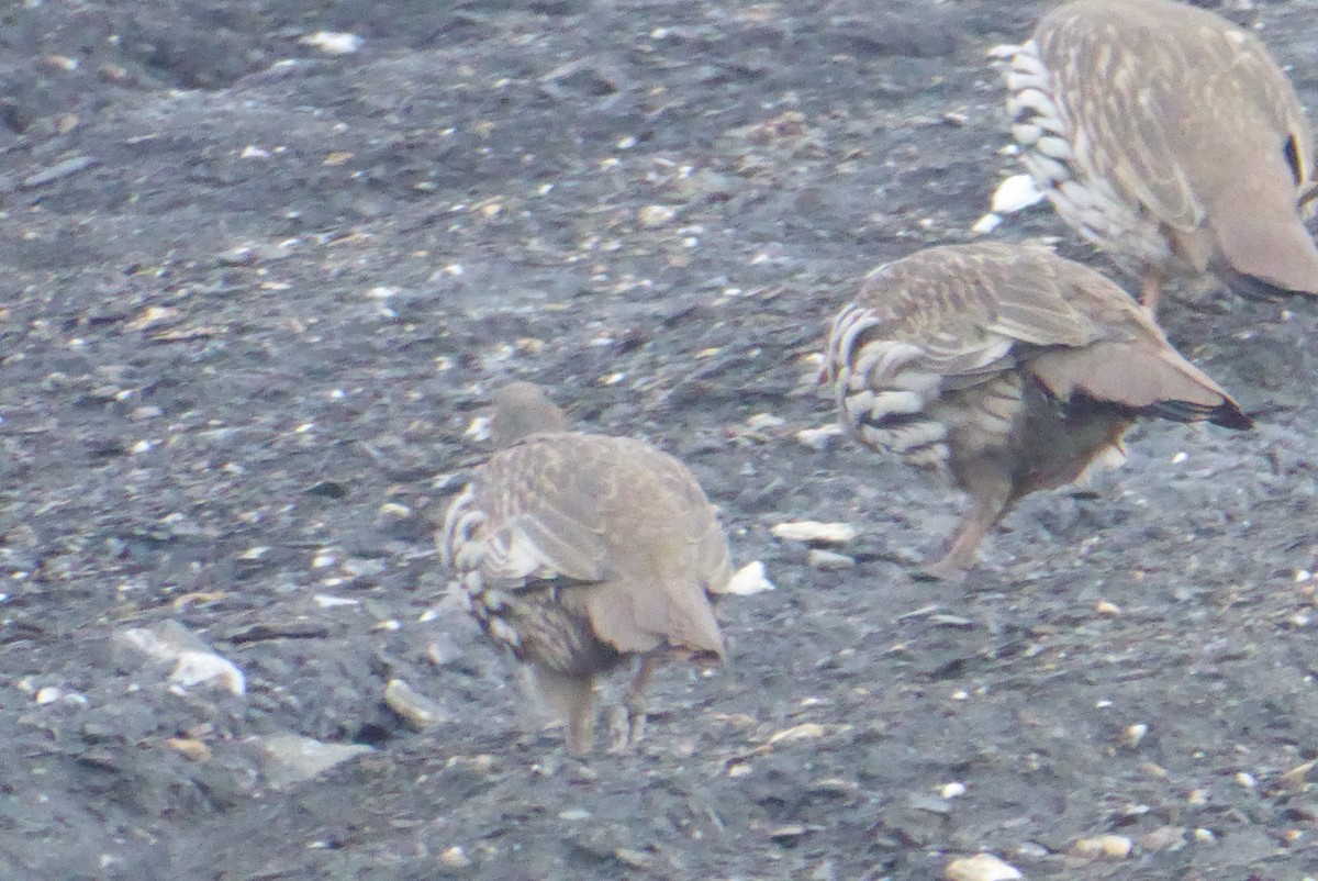 Tibetan Snowcock - stanzin gaychet