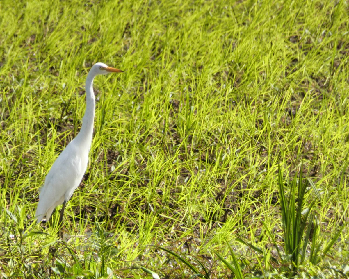 Medium Egret - Gregory Laude