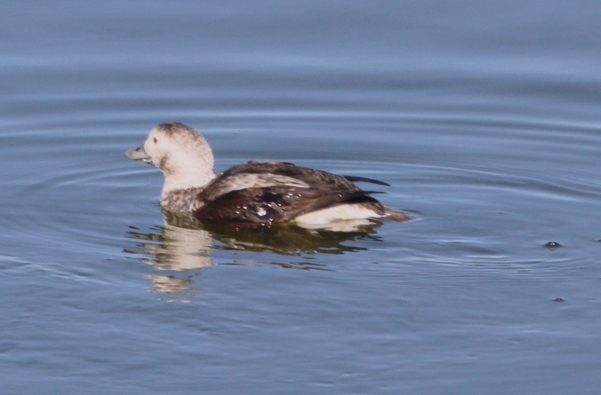 Long-tailed Duck - ML613335965