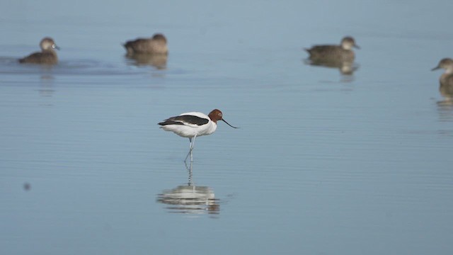 Red-necked Avocet - ML613335966