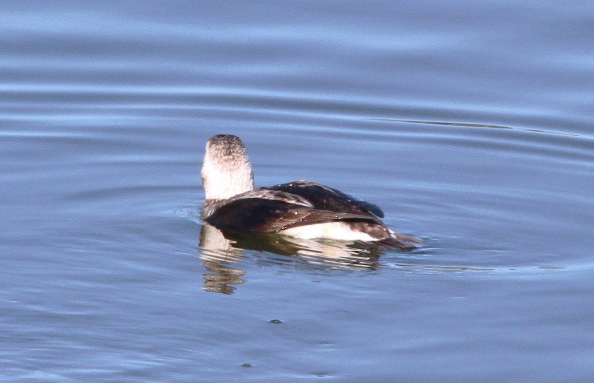 Long-tailed Duck - ML613335967