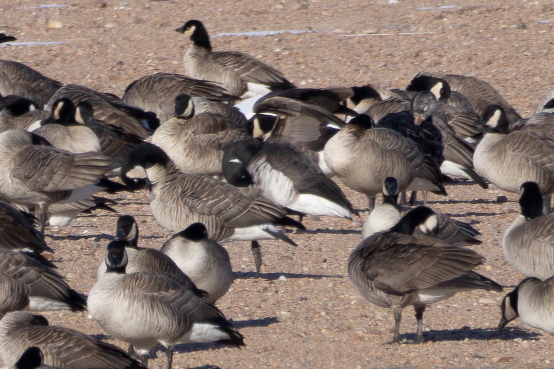 Brant (Atlantic) - ML613336009