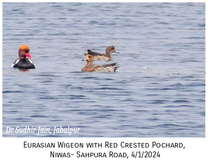 Eurasian Wigeon - ML613336075