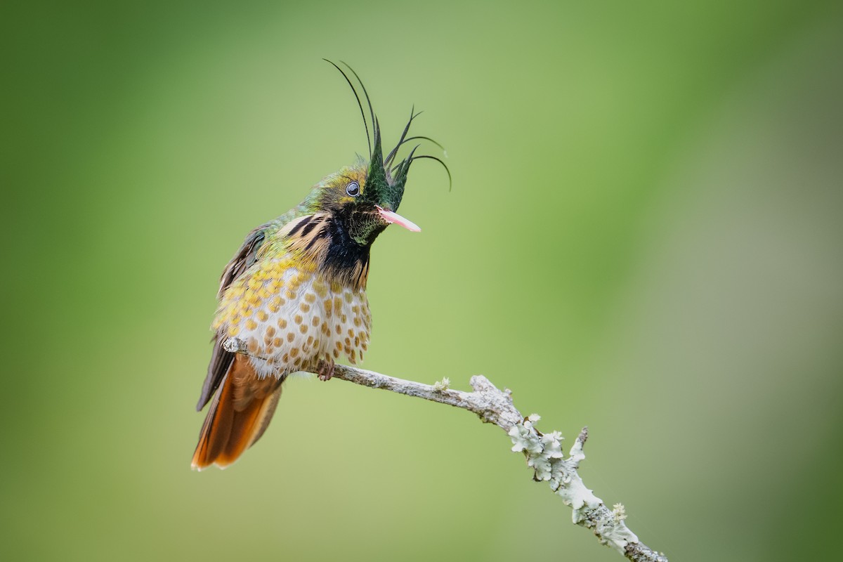 Black-crested Coquette - ML613336188