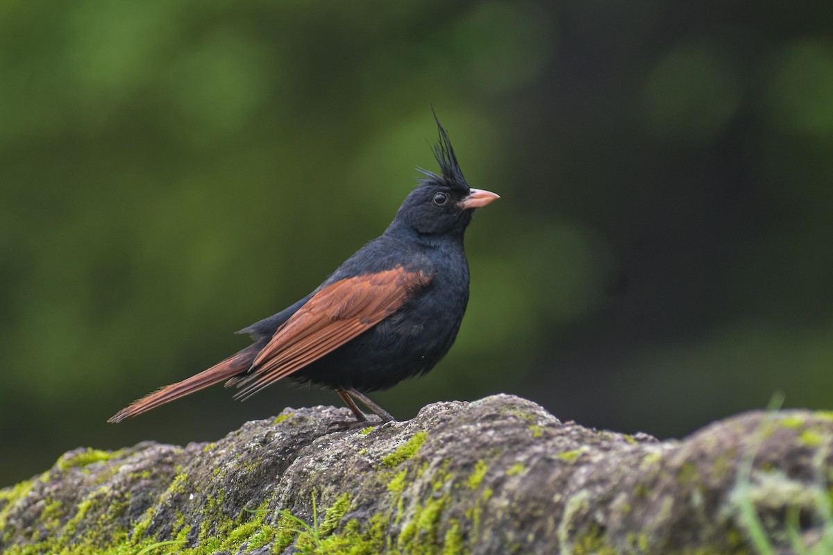 Crested Bunting - ML613336197