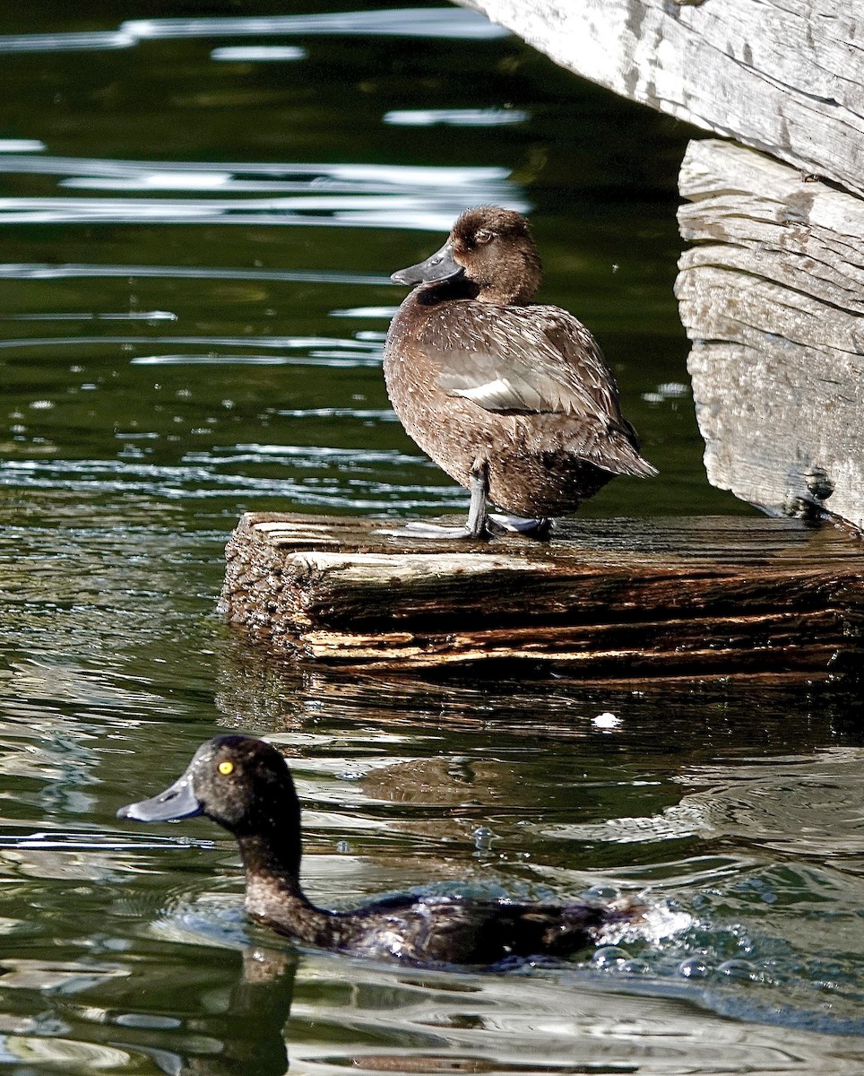 New Zealand Scaup - Howie Nielsen