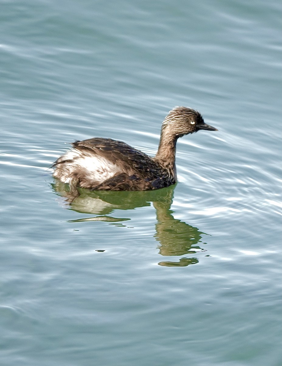 New Zealand Grebe - ML613336223