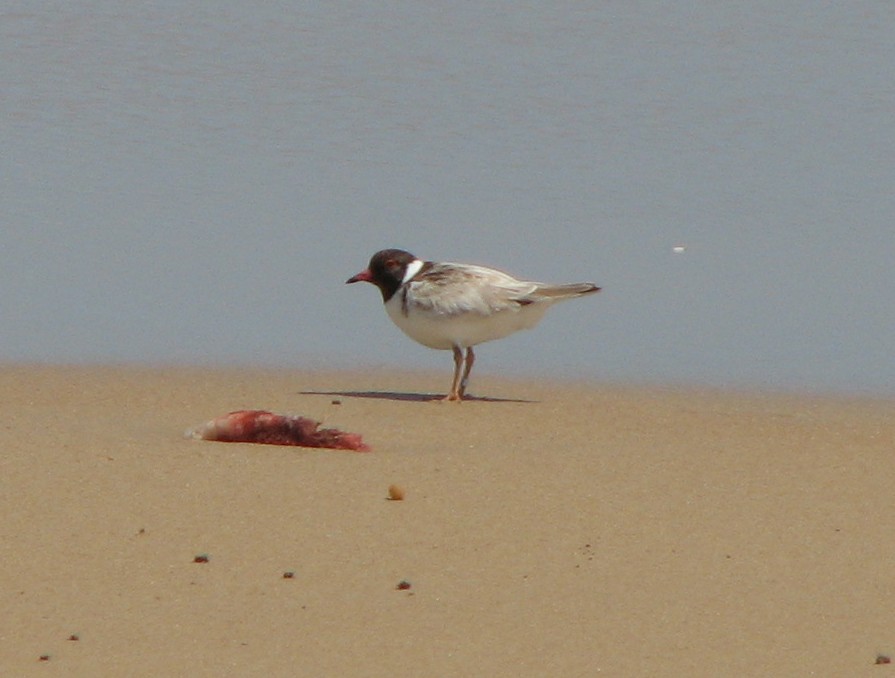 Hooded Plover - ML613336236
