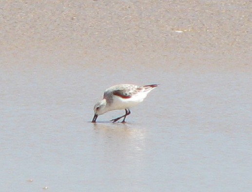 Sanderling - ML613336250