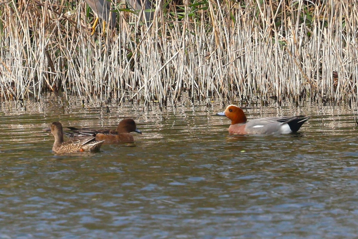 Eurasian Wigeon - Mei-Luan Wang